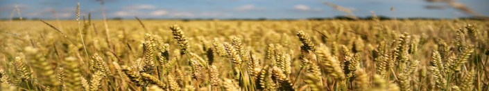 field-of-wheat